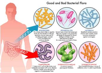 Microbiota Or Gut Flora